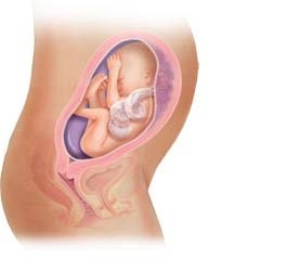 Thai 27 tuần tuổi - 1 Thai 27 tuần tuổi - 1