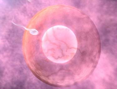 Sẽ có thuốc tránh thai cho nam giới - 1 Sẽ có thuốc tránh thai cho nam giới - 1