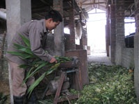 Nông dân Vĩnh Phúc đã có đầu ra cho sữa - 1