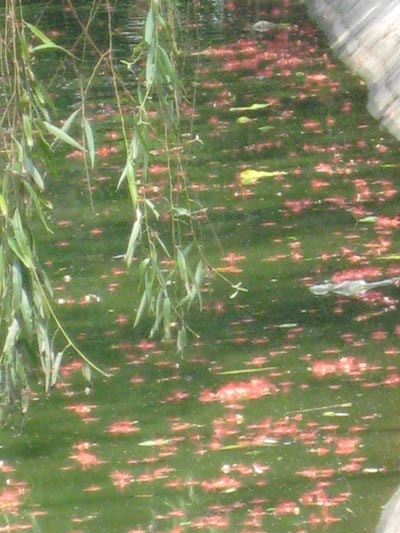 Lộc vừng rực đỏ ngày cuối xuân - 7 Lộc vừng rực đỏ ngày cuối xuân - 7