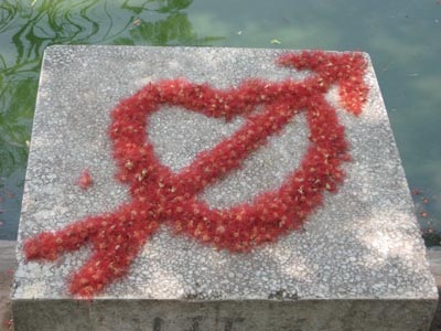 Lộc vừng rực đỏ ngày cuối xuân - 12 Lộc vừng rực đỏ ngày cuối xuân - 12