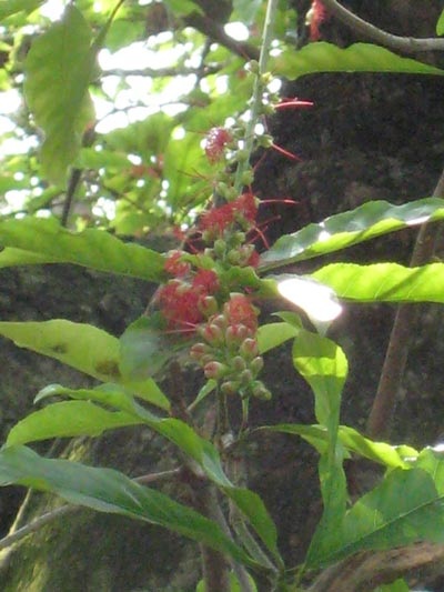 Lộc vừng rực đỏ ngày cuối xuân - 2 Lộc vừng rực đỏ ngày cuối xuân - 2