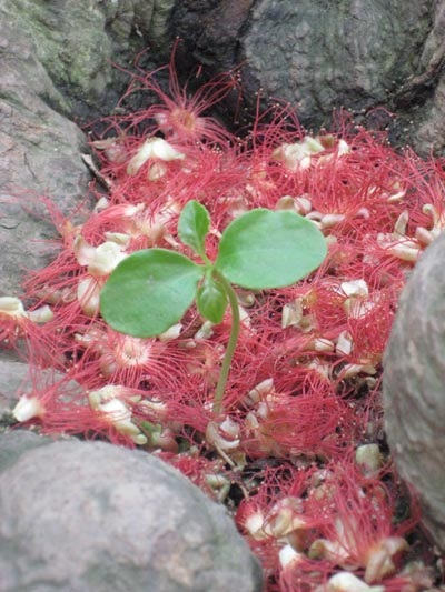 Lộc vừng rực đỏ ngày cuối xuân - 14 Lộc vừng rực đỏ ngày cuối xuân - 14