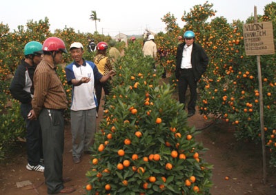 Quất, đào: hàng đẹp đã “xôm” - 1
