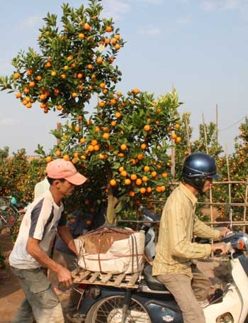 Quất, đào: hàng đẹp đã “xôm” - 2