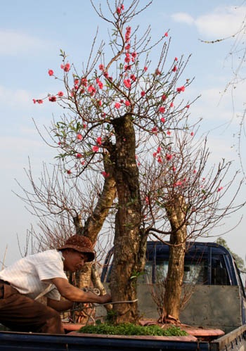 Quất, đào: hàng đẹp đã “xôm” - 3