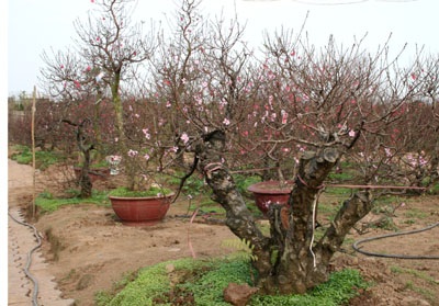 Quất, đào: hàng đẹp đã “xôm” - 4