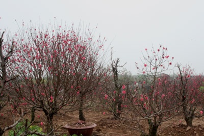 Một lượng lớn quất, đào nằm chờ... tết tới - 5