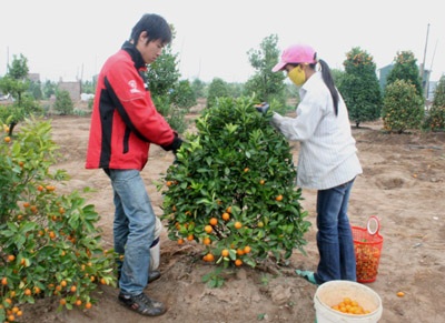 Một lượng lớn quất, đào nằm chờ... tết tới - 3