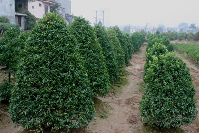 Một lượng lớn quất, đào nằm chờ... tết tới - 1