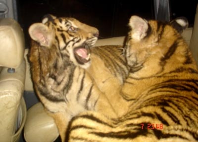 Nhận án tù vì hổ, bị cáo vẫn xin lại... 2 con hổ - 1