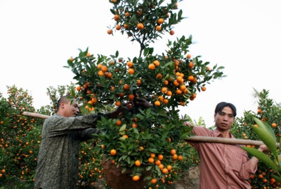 Quất, đào “dài cổ” chờ khách - 2