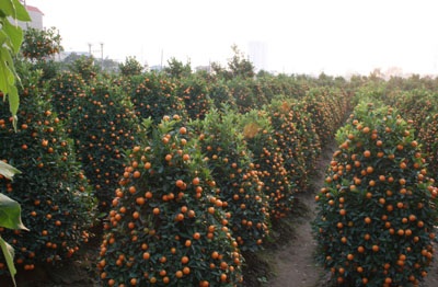 Quất, đào “dài cổ” chờ khách - 1