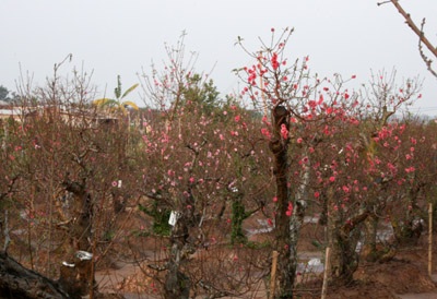 Quất, đào “dài cổ” chờ khách - 3