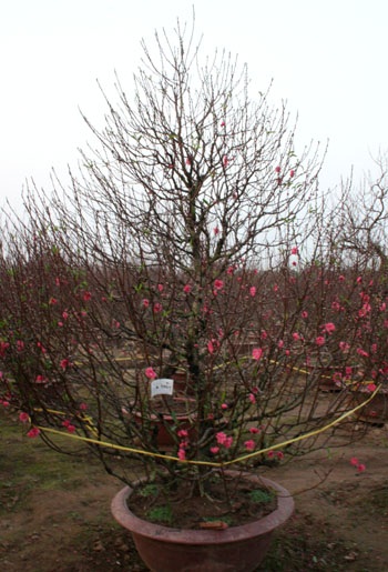 Quất, đào “dài cổ” chờ khách - 6