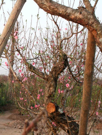 Quất, đào “dài cổ” chờ khách - 4