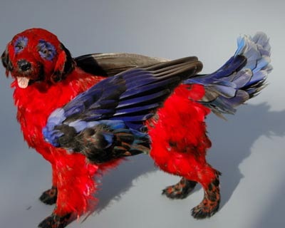 Chùm ảnh: Những con chó có "cánh" - 3