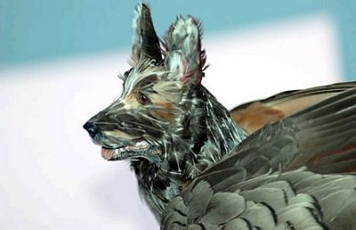 Chùm ảnh: Những con chó có "cánh" - 8