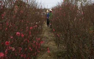 Chùm ảnh: Rộn ràng chờ đón năm trâu vàng - 6 Chùm ảnh: Rộn ràng chờ đón năm trâu vàng - 6