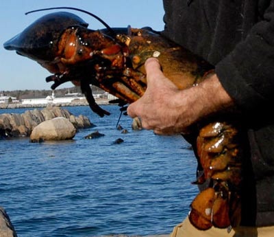 Phóng thích “tôm cụ” 140 năm tuổi về với biển - 1 Phóng thích “tôm cụ” 140 năm tuổi về với biển - 1