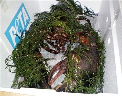 Phóng thích “tôm cụ” 140 năm tuổi về với biển - 3 Phóng thích “tôm cụ” 140 năm tuổi về với biển - 3