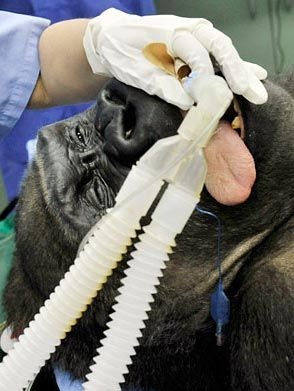 Những bức ảnh kỳ quặc nhất trong tháng - 14 Những bức ảnh kỳ quặc nhất trong tháng - 14