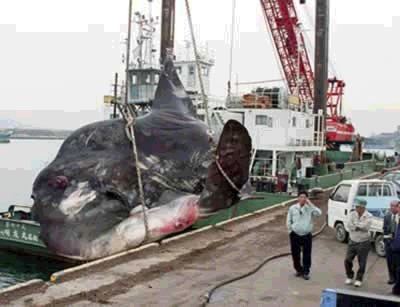 Những thực vật và động vật khổng lồ - 2