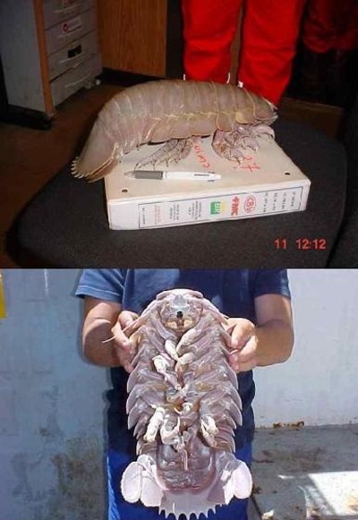 Những thực vật và động vật khổng lồ - 7