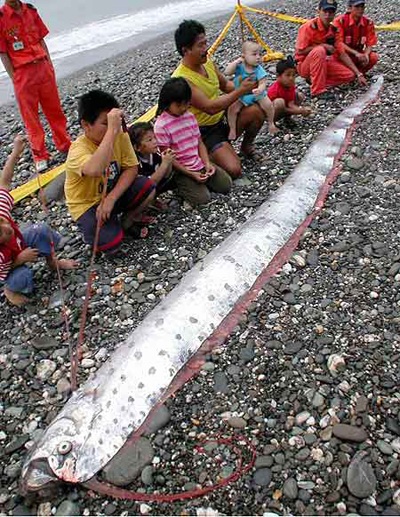 Những thực vật và động vật khổng lồ - 4