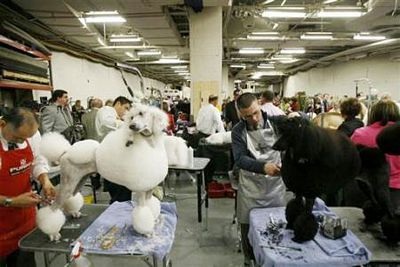 Chùm ảnh: Sôi động hội thi chó nuôi lớn nhất tại Mỹ - 2