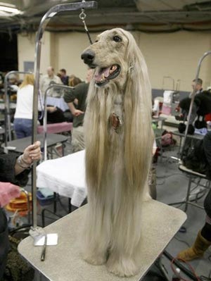 Chùm ảnh: Sôi động hội thi chó nuôi lớn nhất tại Mỹ - 9