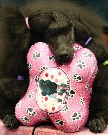 Chùm ảnh: Sôi động hội thi chó nuôi lớn nhất tại Mỹ - 7