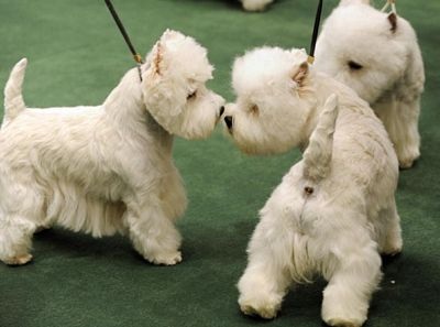 Chùm ảnh: Sôi động hội thi chó nuôi lớn nhất tại Mỹ - 6