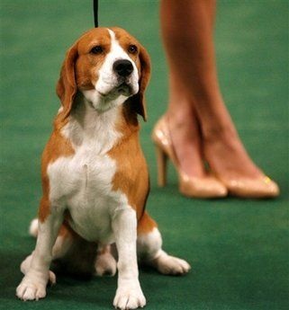 Chùm ảnh: Sôi động hội thi chó nuôi lớn nhất tại Mỹ - 5