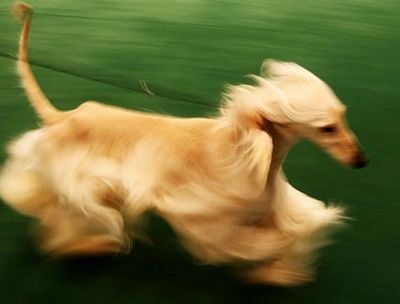 Chùm ảnh: Sôi động hội thi chó nuôi lớn nhất tại Mỹ - 14