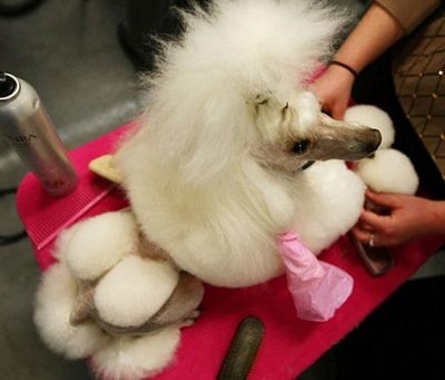 Chùm ảnh: Sôi động hội thi chó nuôi lớn nhất tại Mỹ - 11