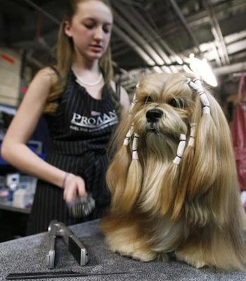 Chùm ảnh: Sôi động hội thi chó nuôi lớn nhất tại Mỹ - 4