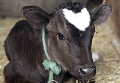 Con bê có đốm hình trái tim - 1 Con bê có đốm hình trái tim - 1