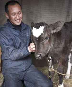 Con bê có đốm hình trái tim - 2 Con bê có đốm hình trái tim - 2