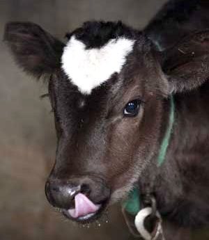 Con bê có đốm hình trái tim - 3 Con bê có đốm hình trái tim - 3