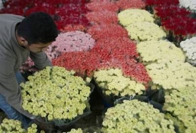 Gaza được phép xuất khẩu hoa nhân ngày Valentine - 1