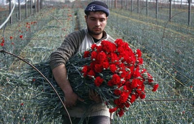 Gaza được phép xuất khẩu hoa nhân ngày Valentine - 2