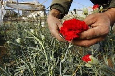 Gaza được phép xuất khẩu hoa nhân ngày Valentine - 3