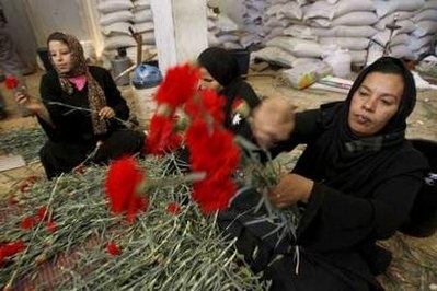 Gaza được phép xuất khẩu hoa nhân ngày Valentine - 8