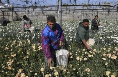 Gaza được phép xuất khẩu hoa nhân ngày Valentine - 6