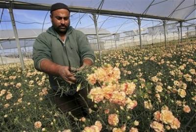 Gaza được phép xuất khẩu hoa nhân ngày Valentine - 4