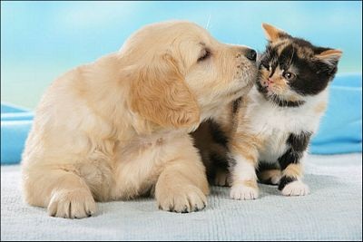 Chùm ảnh: Lễ Tình nhân của các loài động vật - 12 Chùm ảnh: Lễ Tình nhân của các loài động vật - 12