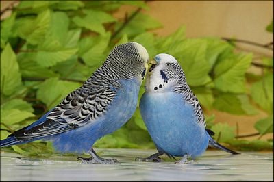 Chùm ảnh: Lễ Tình nhân của các loài động vật - 5 Chùm ảnh: Lễ Tình nhân của các loài động vật - 5
