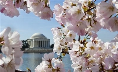 Chùm ảnh: Washington mùa anh đào nở - 5 Chùm ảnh: Washington mùa anh đào nở - 5
