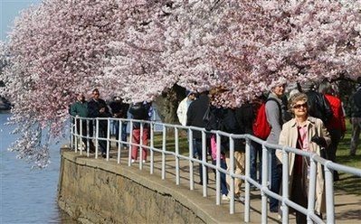 Chùm ảnh: Washington mùa anh đào nở - 2 Chùm ảnh: Washington mùa anh đào nở - 2